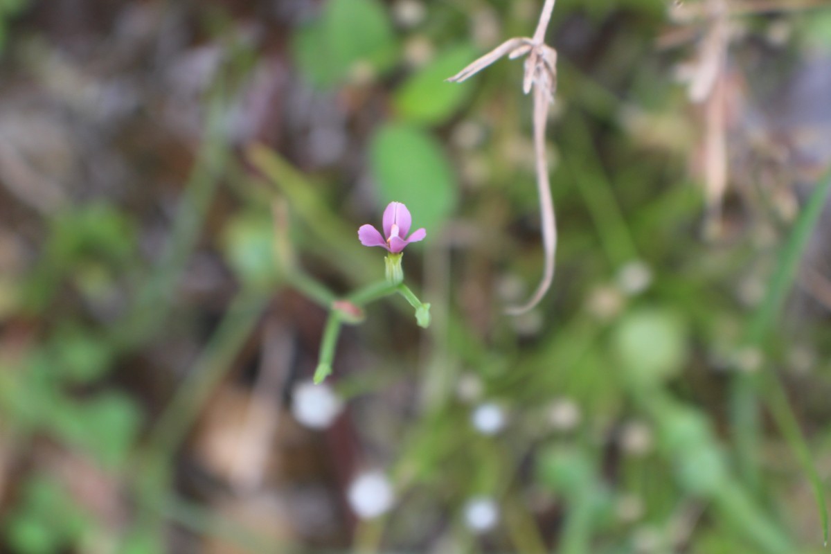 Canscora heteroclita (L.) Gilg